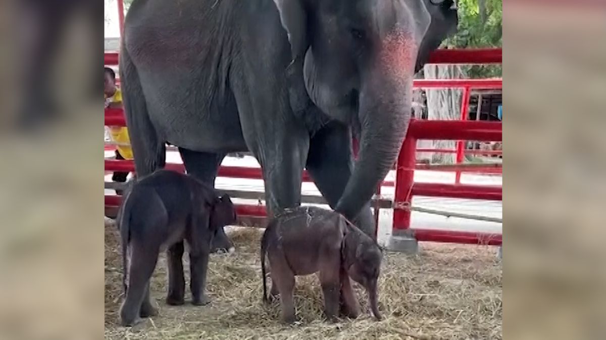 Dramatický porod: Slonice přivedla na svět dvojčata