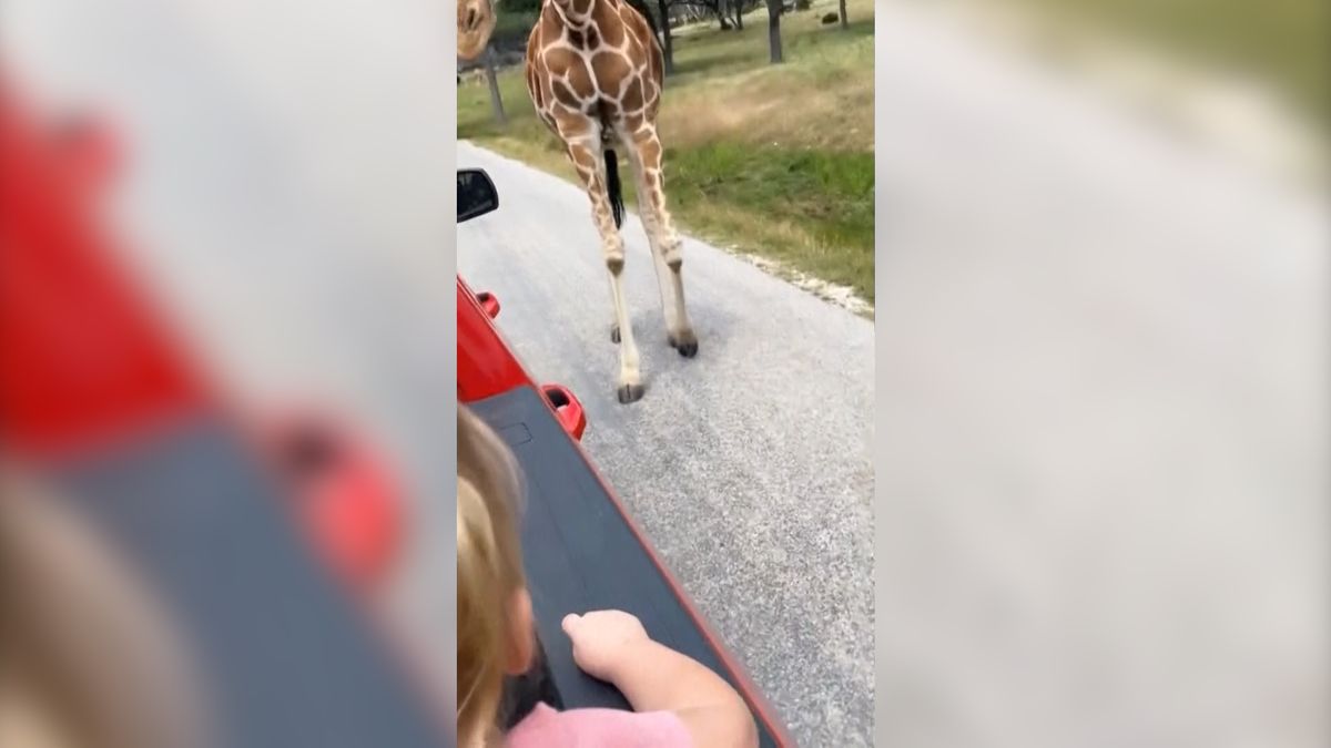 Žirafa na safari v Texasu sebrala z auta batole