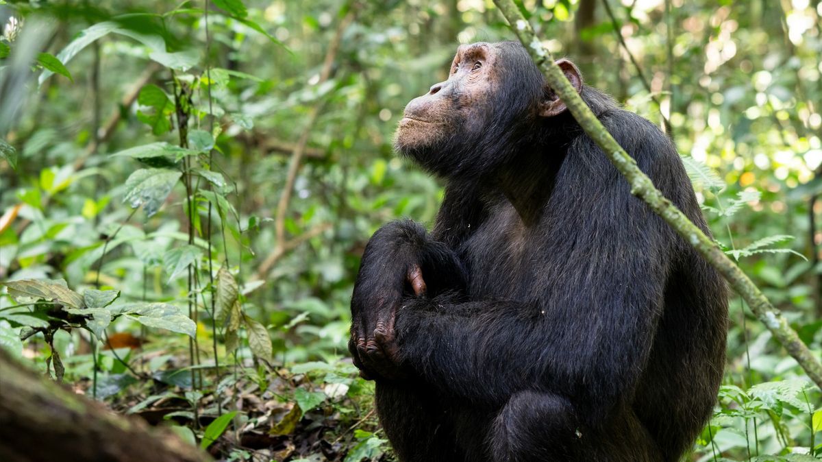 Šimpanzi se sami léčí s pomocí antibakteriálních rostlin