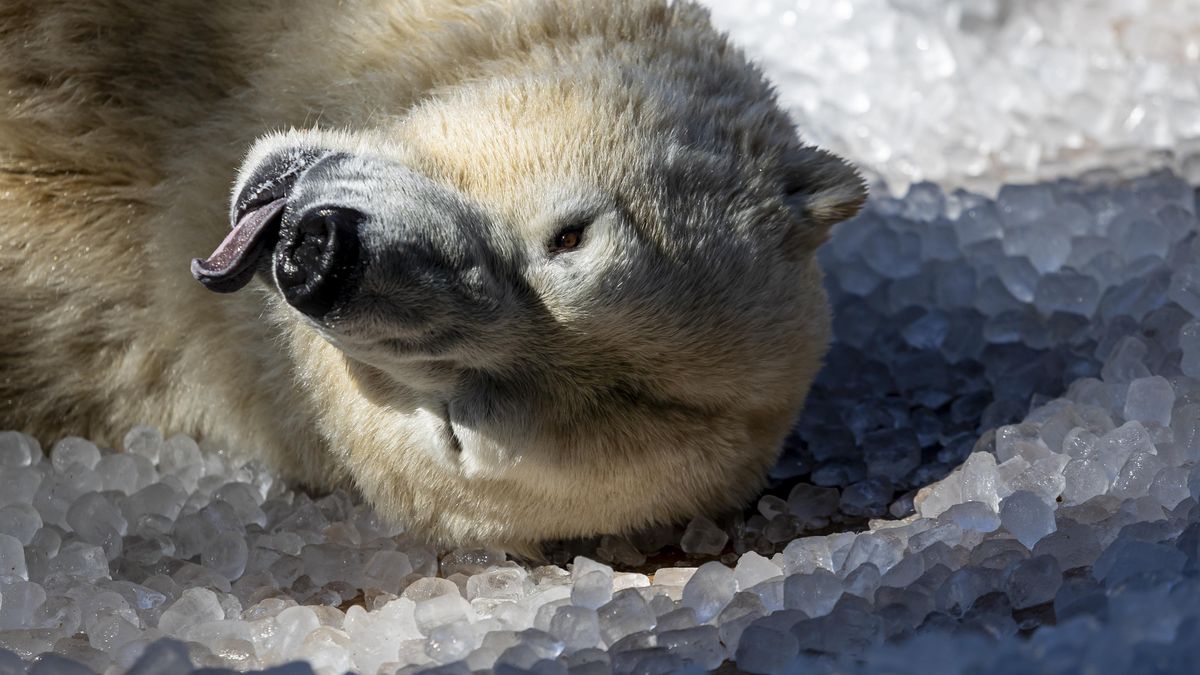 FOTO: ZOO pod ledem. Ochlazení si v létě užívají i zvířata