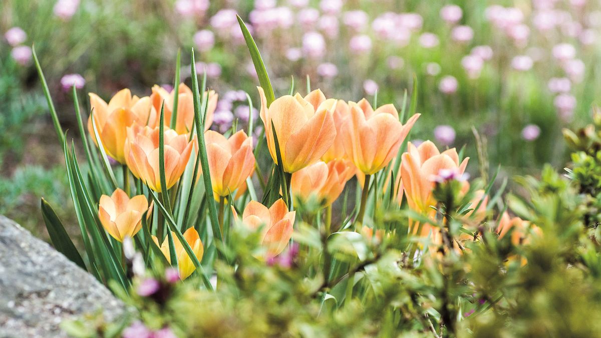 Skalkový tulipán (Tulipa)