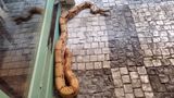 Pasáží v centru Prahy se plazil dvoumetrový had