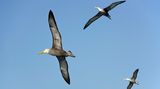 Albatrosi dokážou vypátrat na moři pytláky