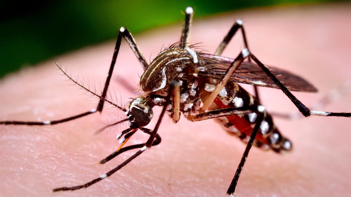 Komár rodu Aedes Aegypti 