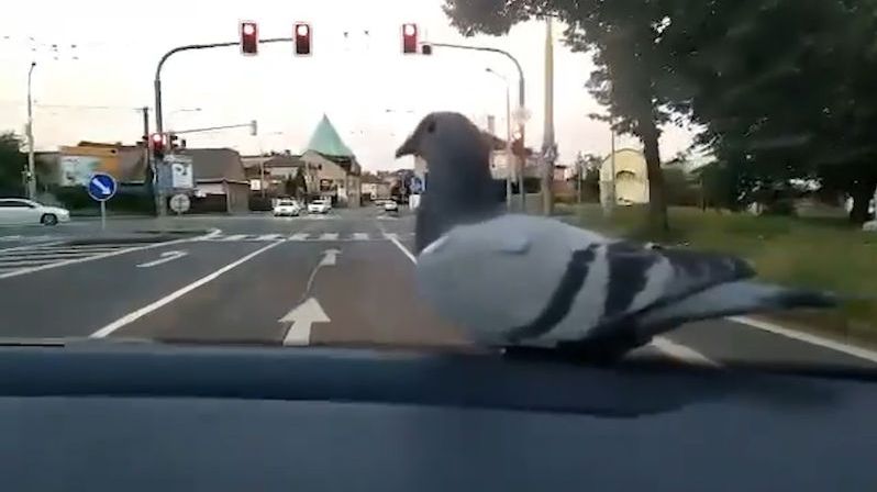 Výlet opavského holuba baví celý svět