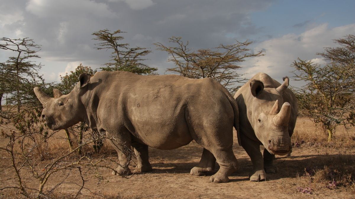 Královédvorské nosorožčí samice Nájin a Fatu