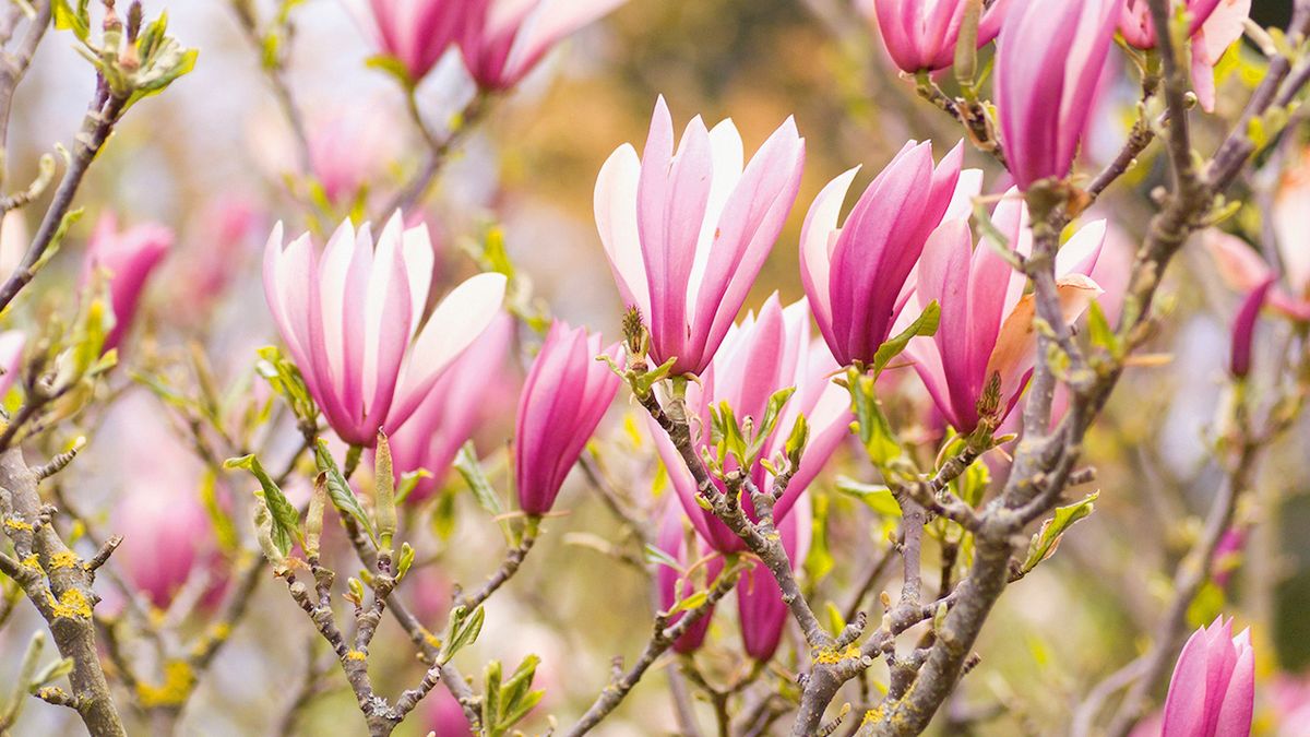 Vznešené magnolie jsou chloubou zahrady