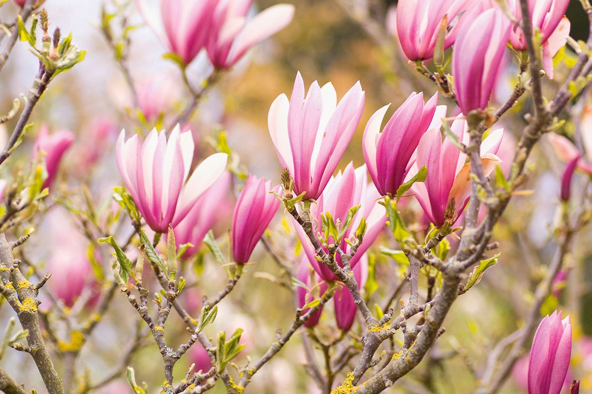 Prázdné pohárky. Princeznovské květy šácholanu liliokvětého (M. liliiflora) nejsou v rodu Magnolia výjimkou – včelky v nich nenajdou ani doušek nektaru.