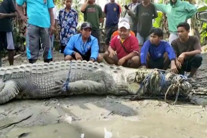 Indonéský vesničan chytil čtyřmetrového krokodýla pomocí lana