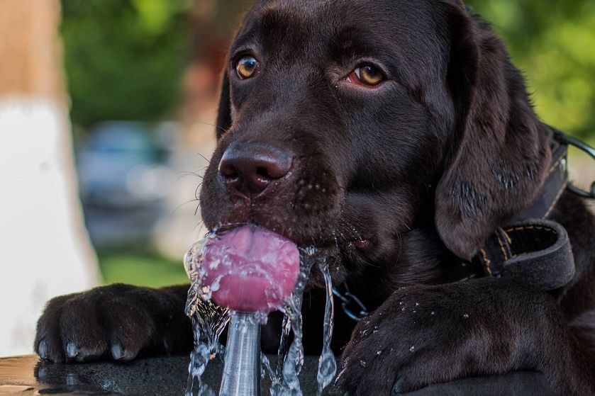 Stejně jako u lidí i pro psy je v horkých dnech základem všeho pitný režim.
