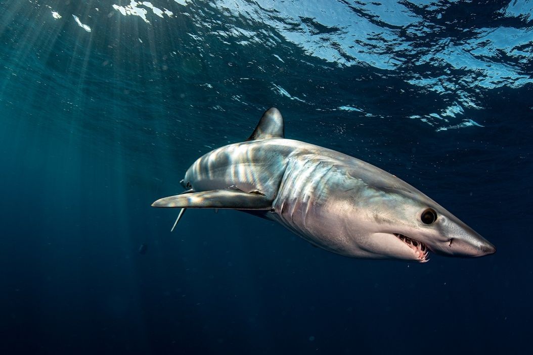 Žralok mako (ilustrační foto)