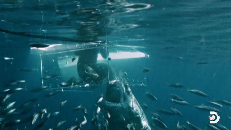 Natáčení dokumentu se vymklo kontrole, na potápěče zaútočil žralok bílý