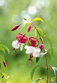 Vypilovaná k dokonalosti je odrůda Earrebarre s bílou spodničkou a nazpět ohrnutými kališními lístky v odstínu přezrálých malin.