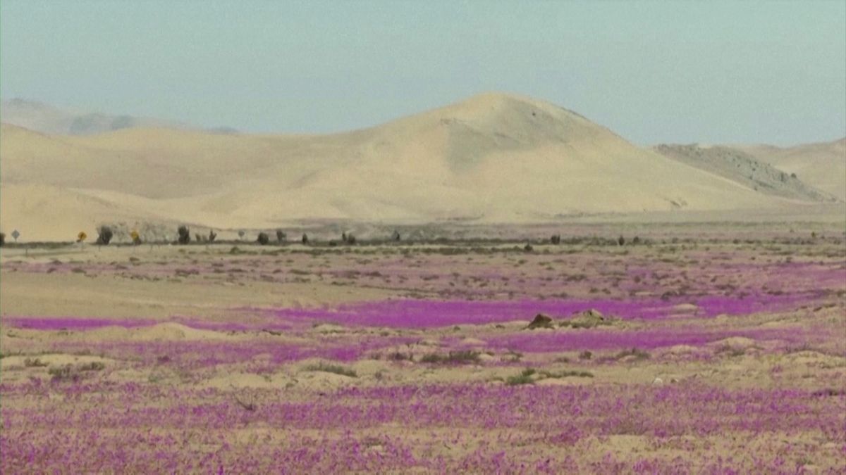 Rozkvetlá poušť bude novým národním parkem Chile