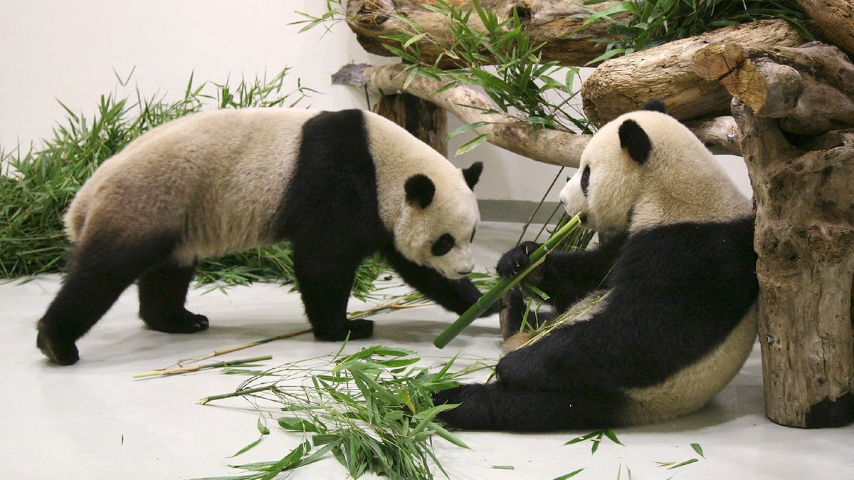 Na Tchaj-wanu po záchvatech uhynula panda darovaná Čínou
