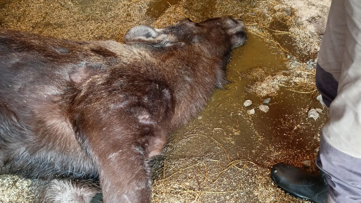 Samice losa v hlubocké zoo čekala dvojčata. Zabily ji sušenky od návštěvníků