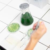 V laboratoři vědci část přeživších mikrořas kultivovali a část zmrazili.