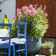 V květináči s podmínkou. Příbuzným jirnic se v květináči líbí a vydrží v něm docela dlouho, pokud mají od jara do podzimu dostatečný přísun tekutin a živin. 