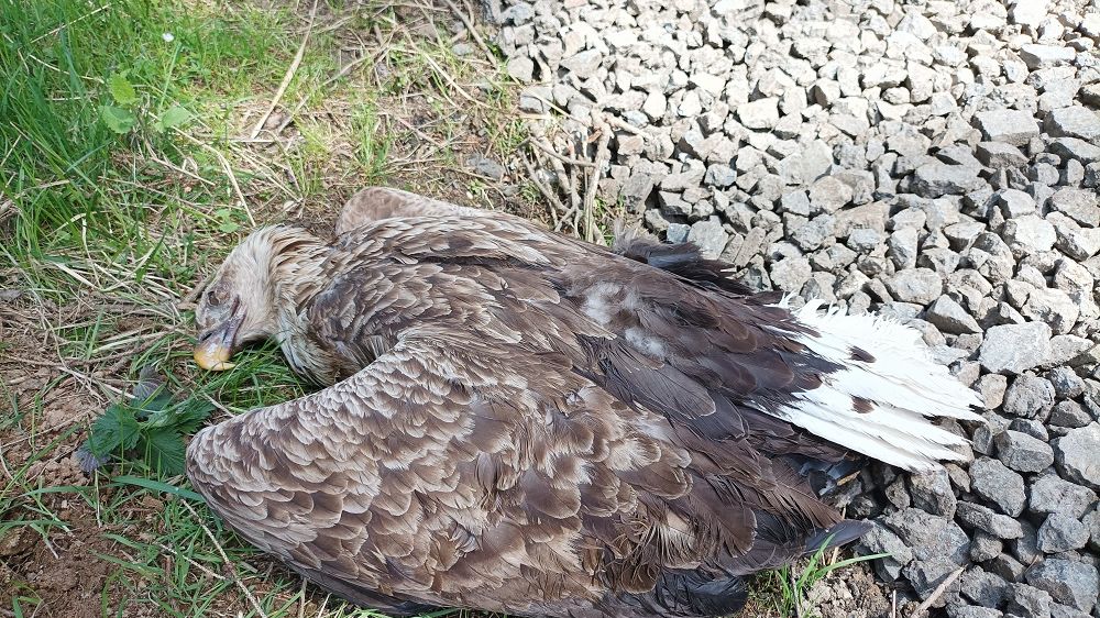 Ve Slavkovském lese zřejmě kdosi otrávil samici orla mořského. Její mládě v hnízdě uhynulo