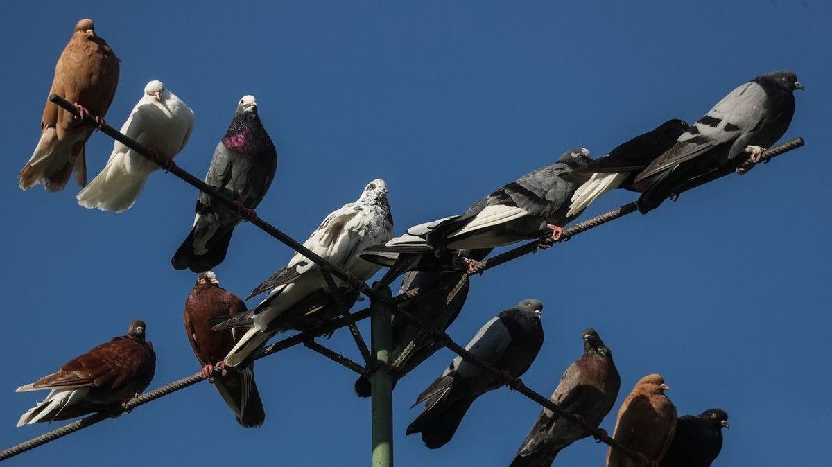 Spor mezi chovateli holubů v Portugalsku si vyžádal čtyři mrtvé