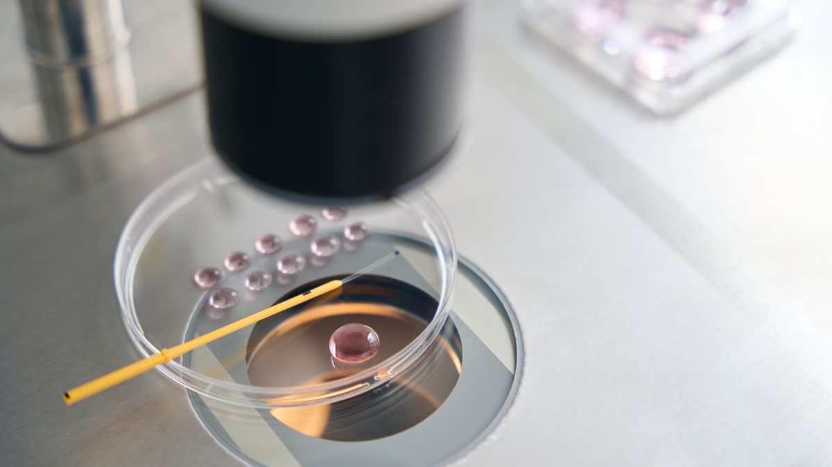 Vědci poprvé uměle vytvořili lidské embryo