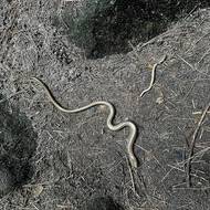 Na slepýše křehkého ve skalách narazíte běžně. Podobně jako na výra velkého, netopýra či několik druhů datlů. Můžete zde zahlédnout i sokola stěhovavého.