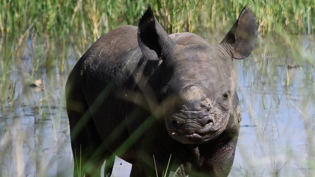 Nosorožčí samice ze Dvora Králové porodila v Africe první mládě. Zoo ukázala snímky
