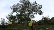 Vandal pokácel zřejmě nejznámější strom v Británii