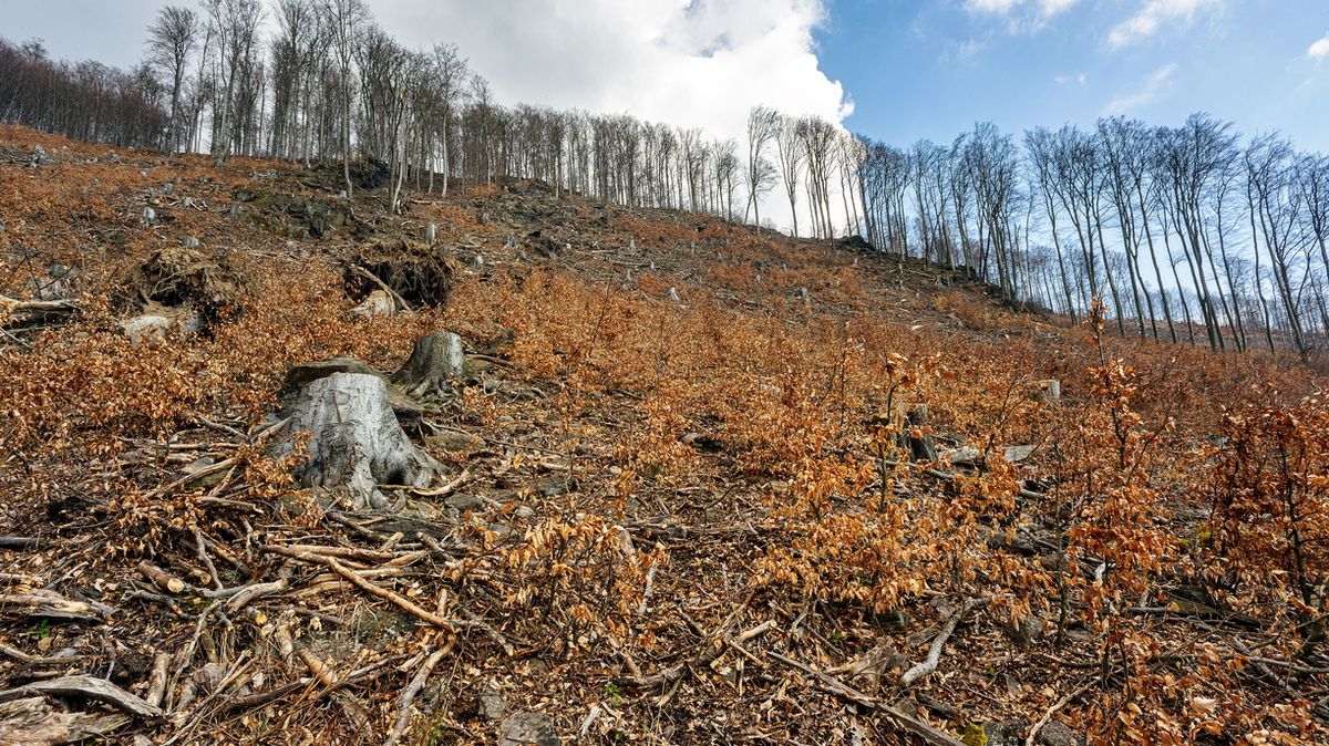 V Česku mizí vzácné staré lesy, končí v kamnech nebo v cizině