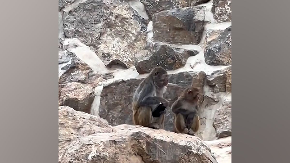 Opice překvapil telefon, který do výběhu upustila jedna z návštěvnic