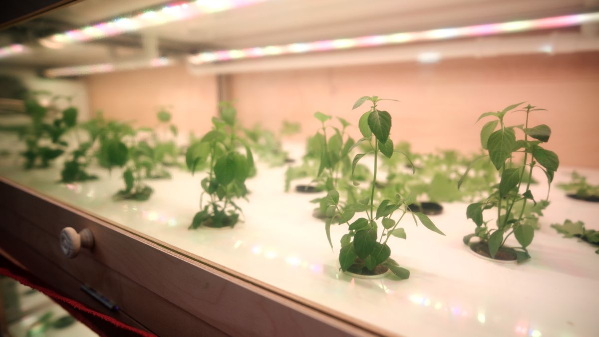 Škola v Ostravě má zřejmě jako první v Česku autonomní hydroponickou farmu