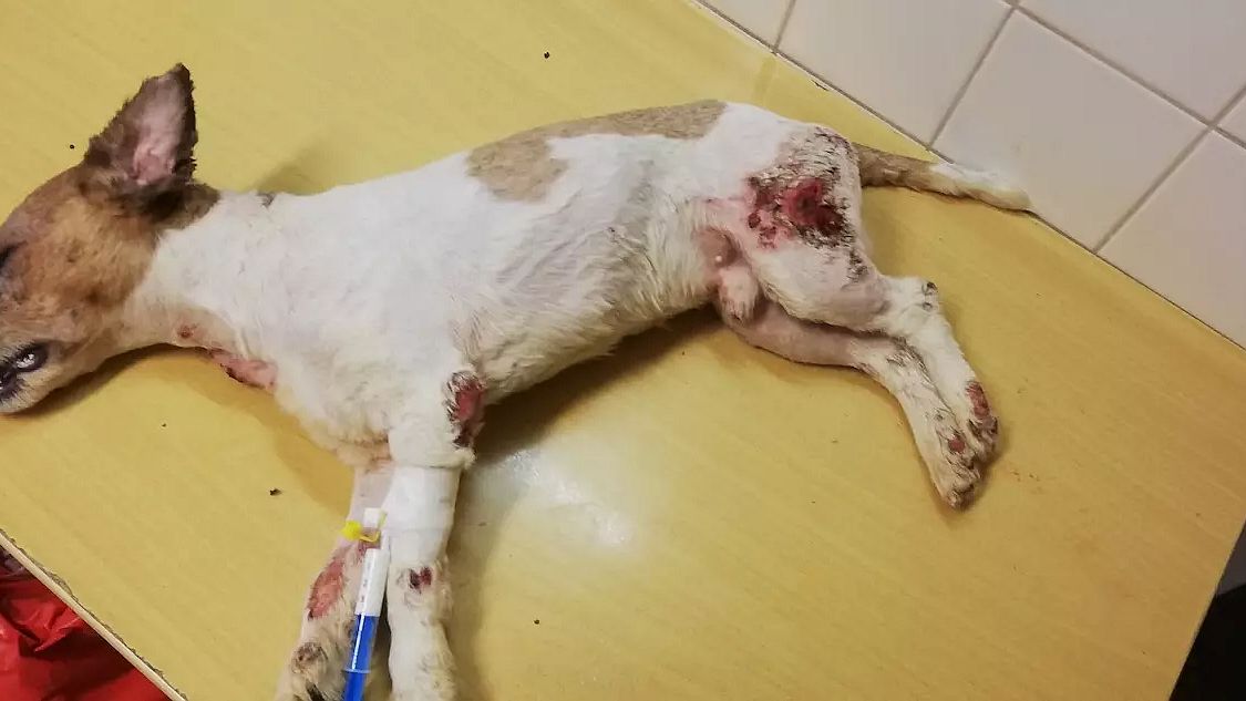 Přehnanou péčí skoro zabil svého psa, za týrání zvířat dostal medik podmínku