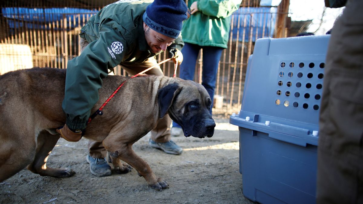 Jižní Korea chystá přelomové rozhodnutí: zakáže konzumaci psího masa