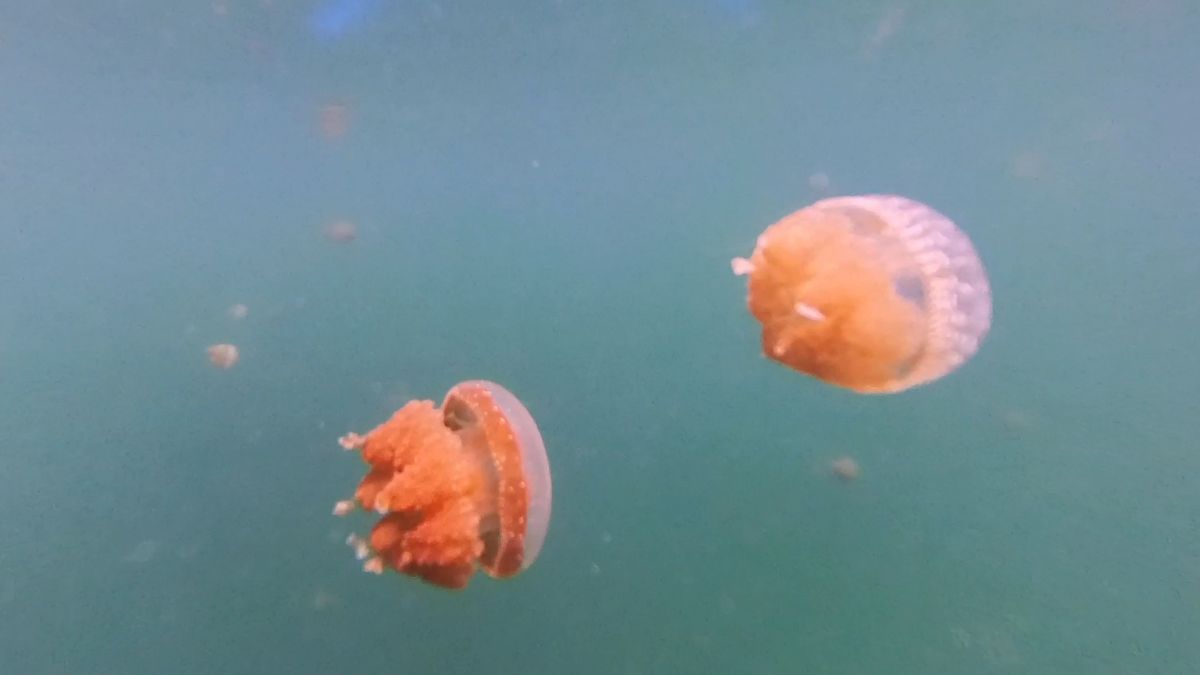 Proplétání mezi medúzami v jezeře na Sulawesi nabízí surrealistický zážitek