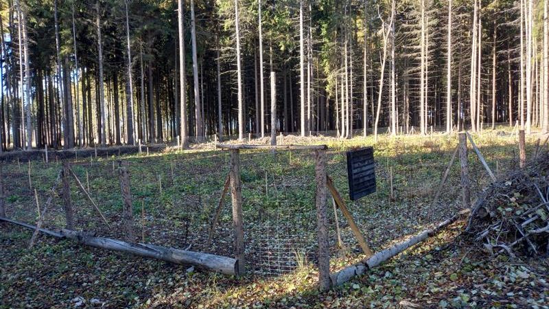 Vědci s lesáky zkoušejí, čím by se daly nahradit tuzemské dřeviny