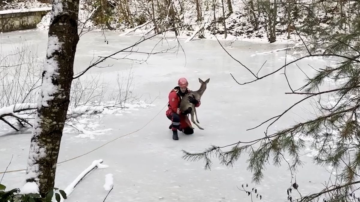 Drž ju, drž ju! Brněnští hasiči zachránili vysílené srnčí mládě ze zamrzlého rybníka