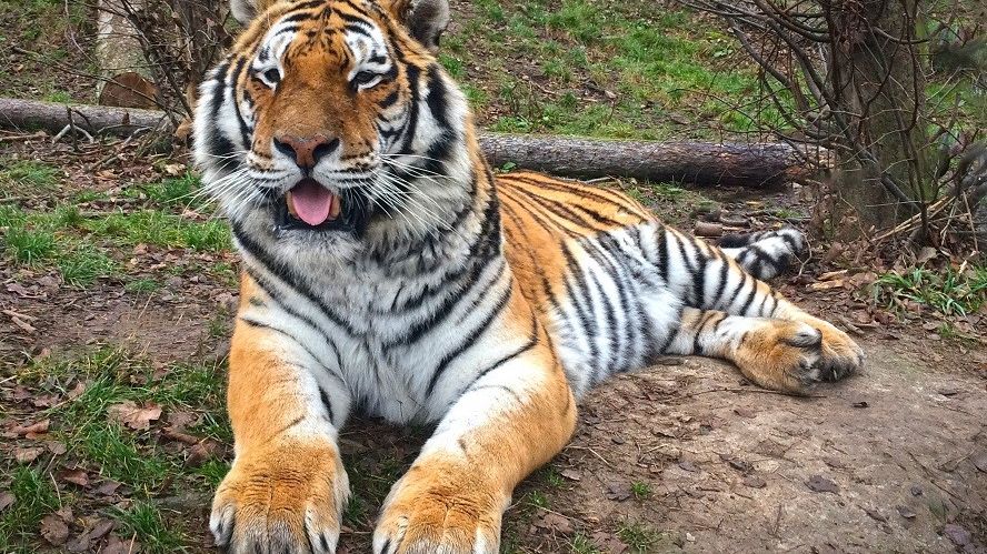 Šelmy zabavené majitelům najdou nový domov v táborské zoo