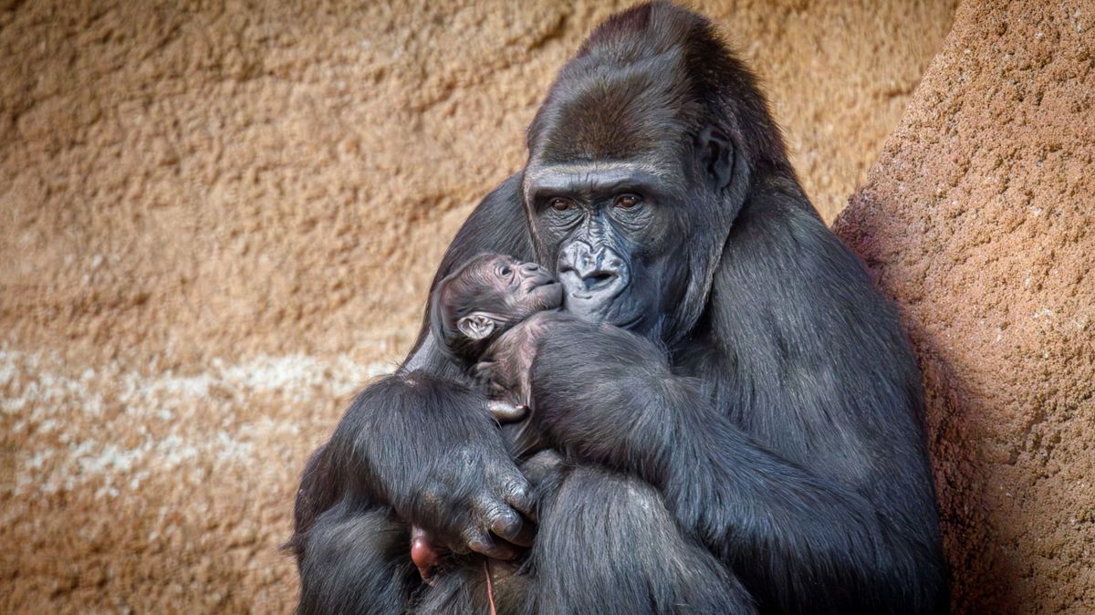 Pražská zoo slaví narození gorilího mláděte. Zveřejnila první fotku