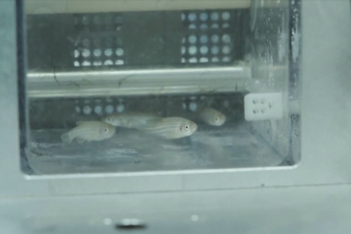 Na čínskou vesmírnou stanici dorazili tři lidé a čtyři ryby