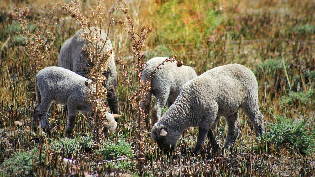 En France, ils inscrivent quatre moutons dans une école de village pour respecter le quota d’élèves