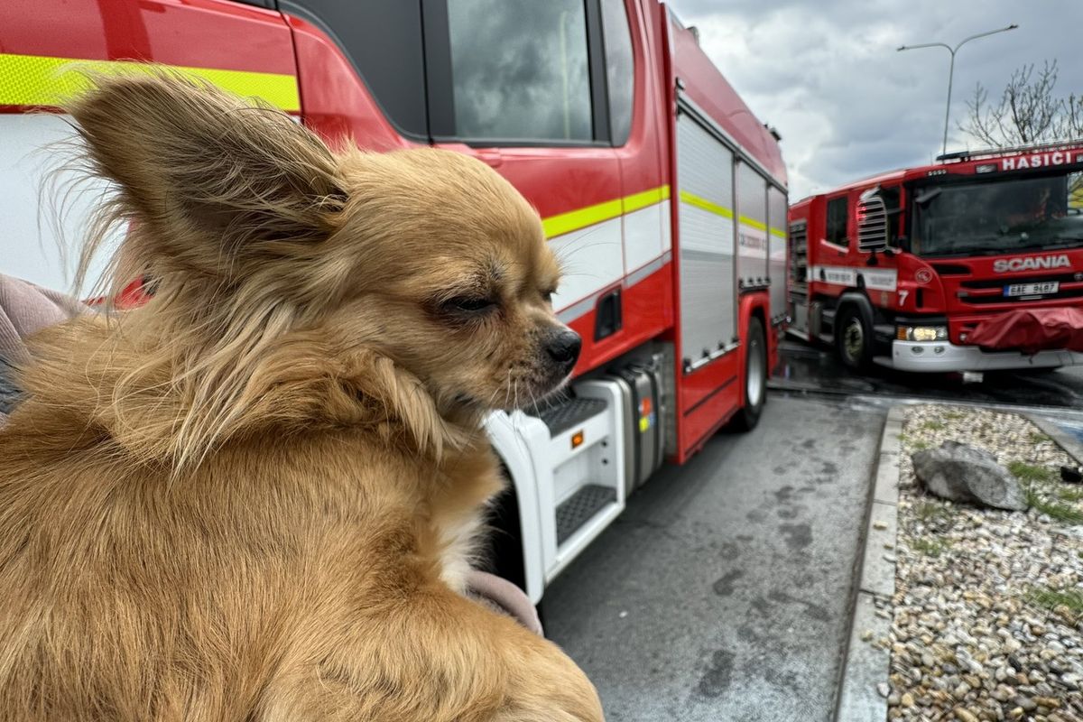 Na parkovišti před Ikeou v Praze vzplálo auto, prodavačka z něj zachránila psa