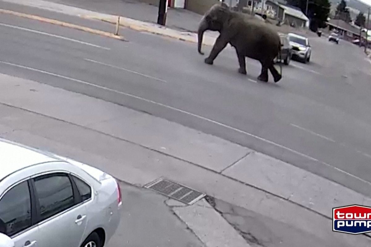 V americkém městečku utekla slonice z cirkusu a procházela se po ulicích