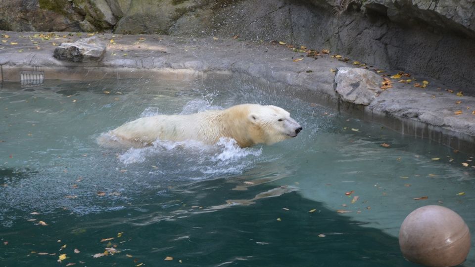Zoo Brno čekají investice za stovky milionů, lední medvědi získají nový domov