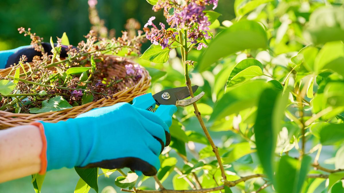 Odkvetlé šeříky, rododendrony i tulipány: Co udělat, aby vám zdobily zahradu i napřesrok 