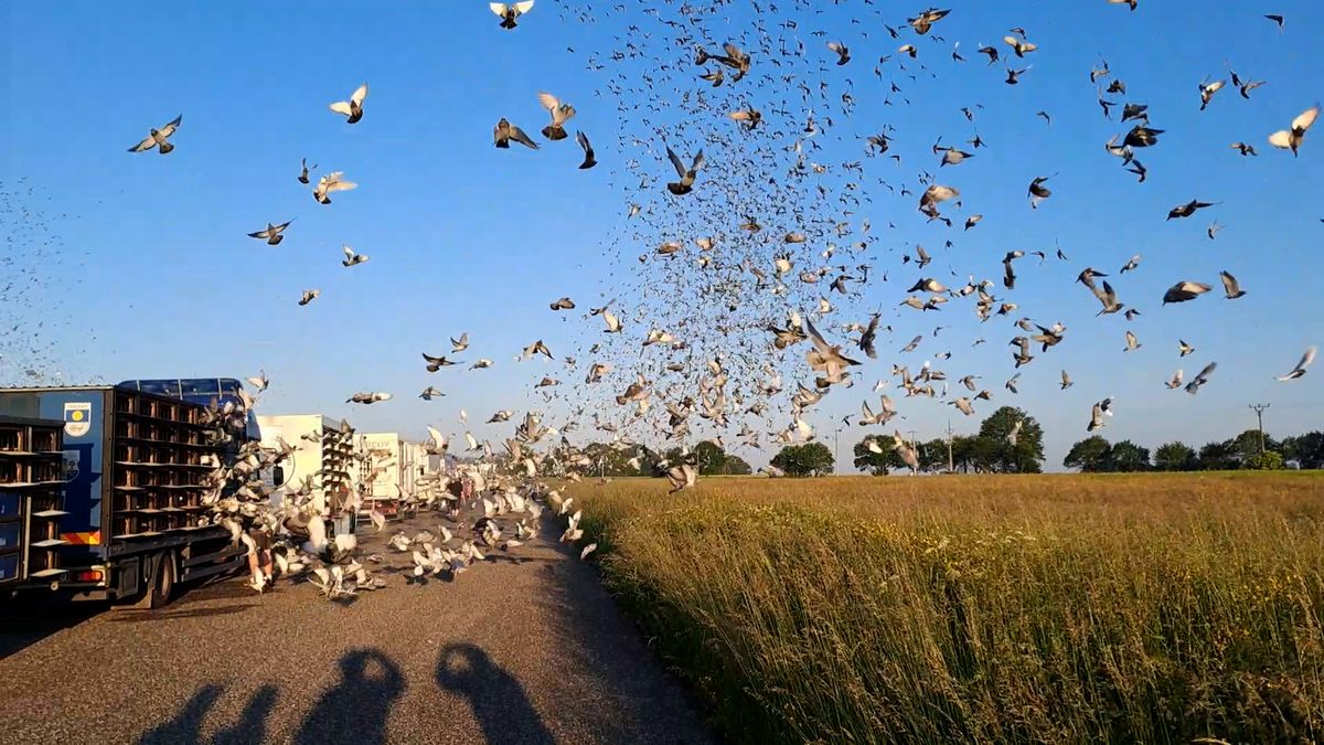 Z Květné na Sokolovsku vyletělo přes dvacet tisíc holubů