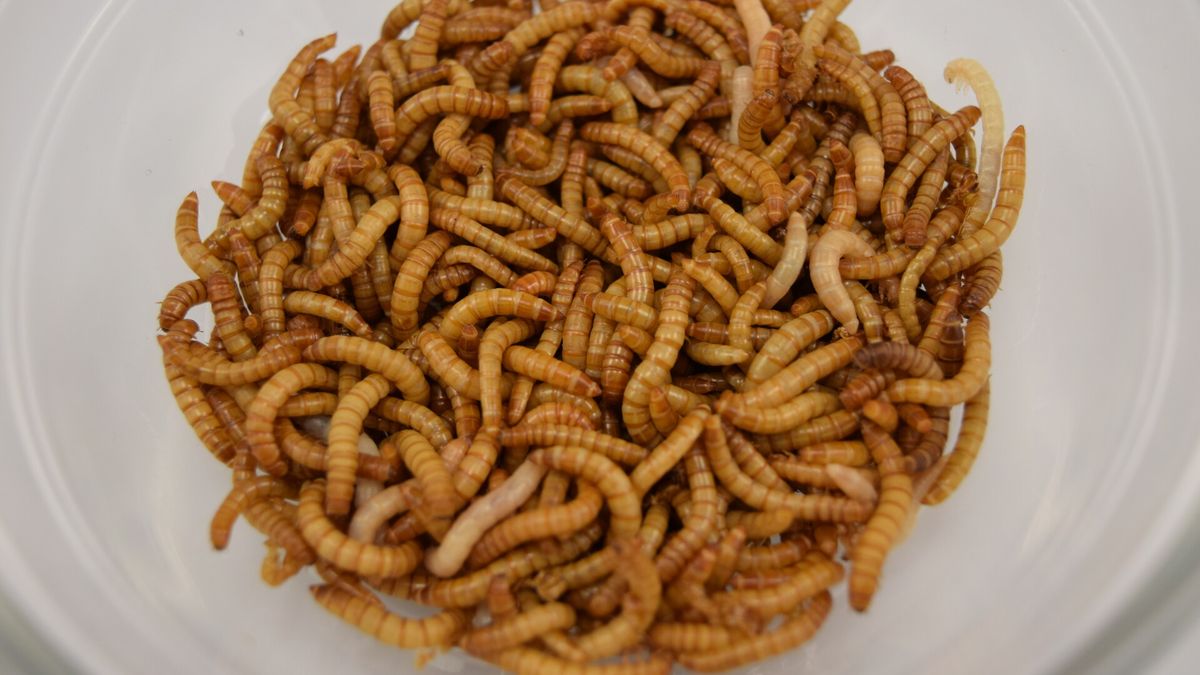 Vědci testují přidávání prášku z hmyzu do jídla. Uzeniny obsahující cvrčky si pochvalují