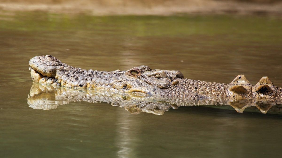 Mořský krokodýl terorizoval lidi v australském vnitrozemí. Skončil na grilu