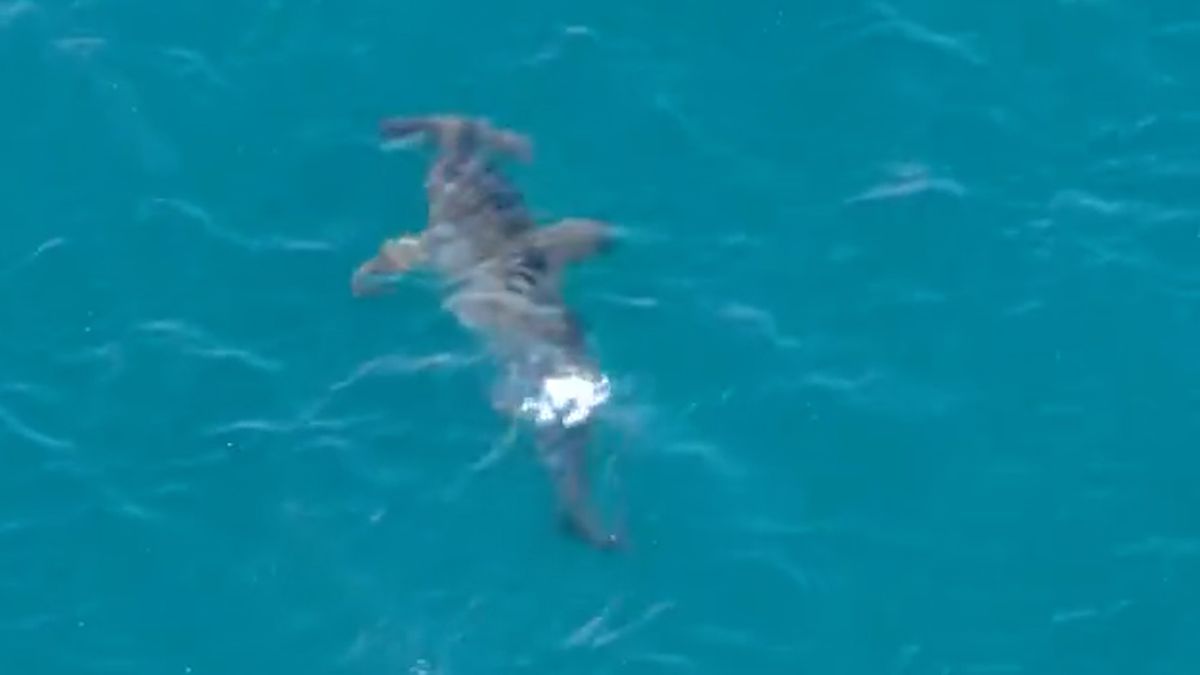 Oblíbené pláže na Gran Canarii se zavřely, připluli tam žraloci