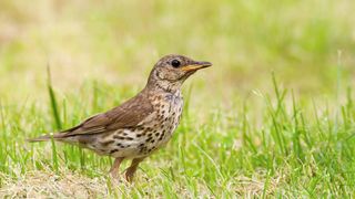 Radar zachytil velkolepou migraci ptáků nad Nizozemskem