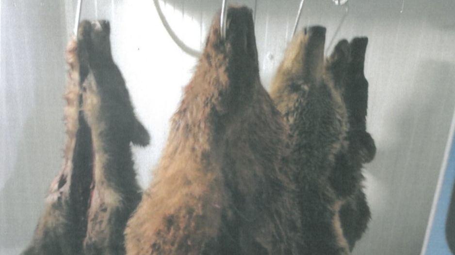 Za necelé tři týdny měli na Slovensku zastřelit 16 medvědů